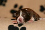 BORDER COLLIE 1291